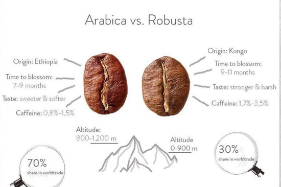 arabica và cafe robusta