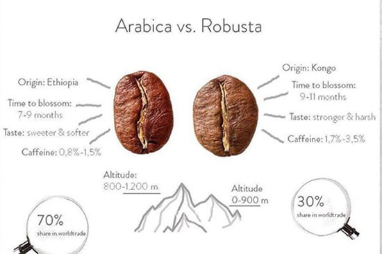 cách phân biệt cafe robusta và arabica