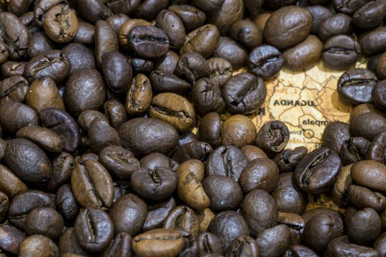 Uganda là nước sản xuất cà phê thứ 8
