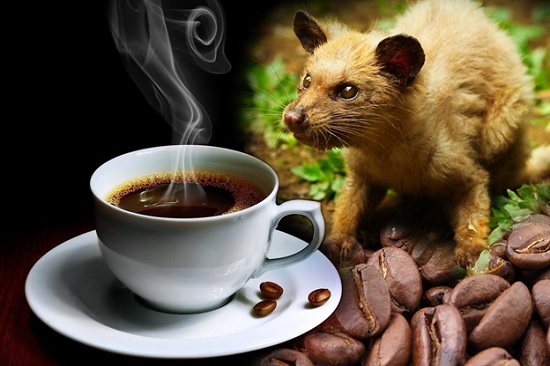 cà phê luwak 