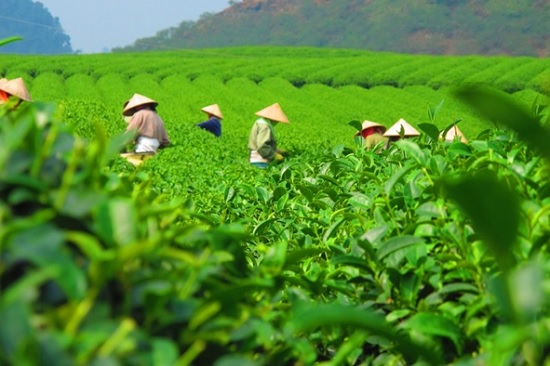 công nhân hái trà tại việt nam
